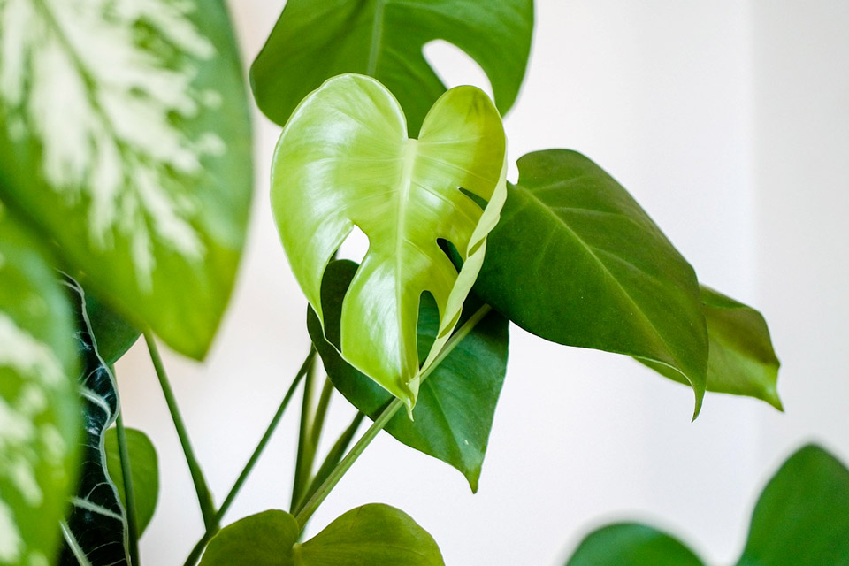 Houseplants in the workplace