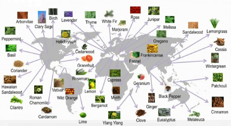 Where Essential Oils Come From